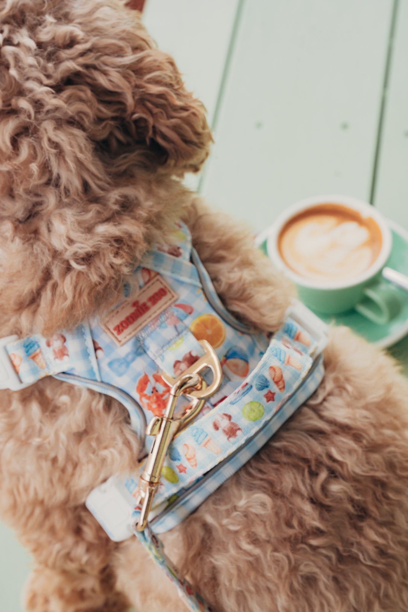 Premium Dog Accessories Designed in Australia – Zoomie Zoo