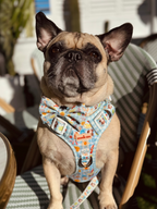 Dog wearing a colorful harness and bow tie standing on a patio