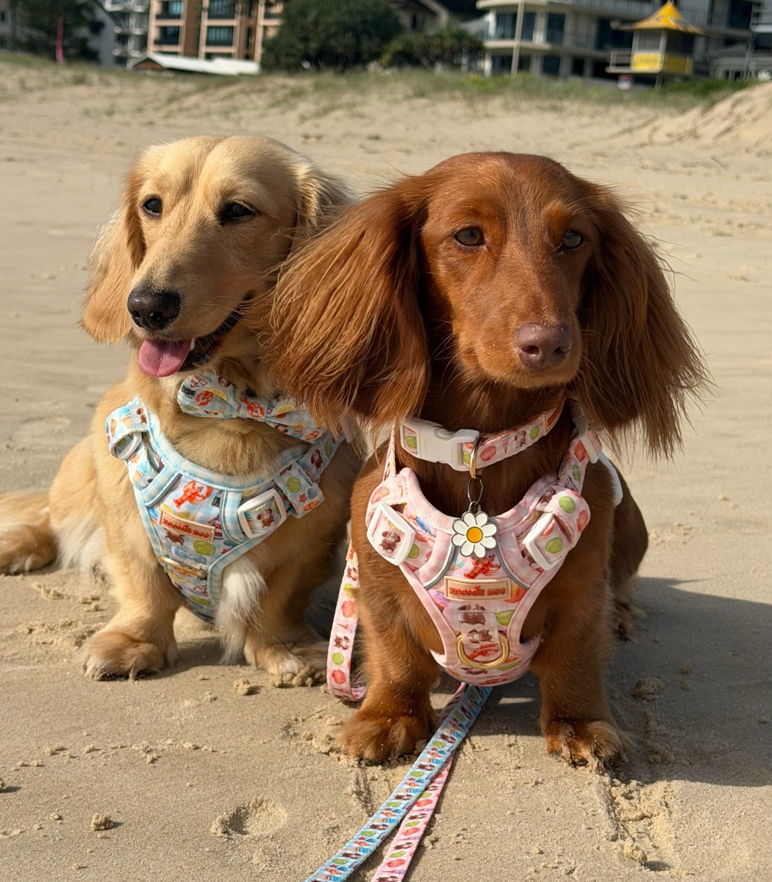 Two dogs on a leash at the beach with colorful harnesses.