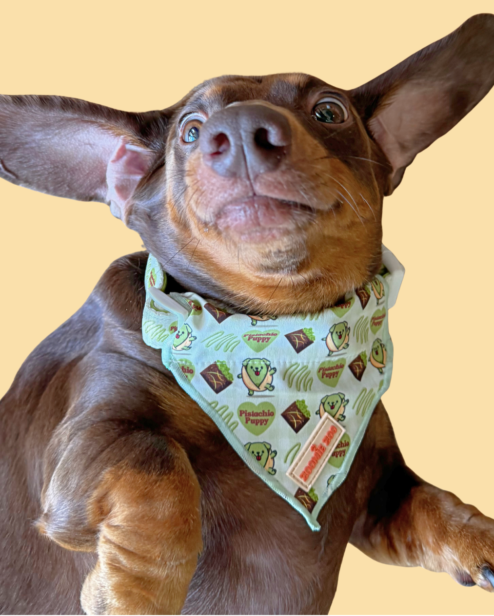 Dog in green, white and brown bandana dog accessory - Pistachio Puppy - Dubai chocolate and pistachio graphics.