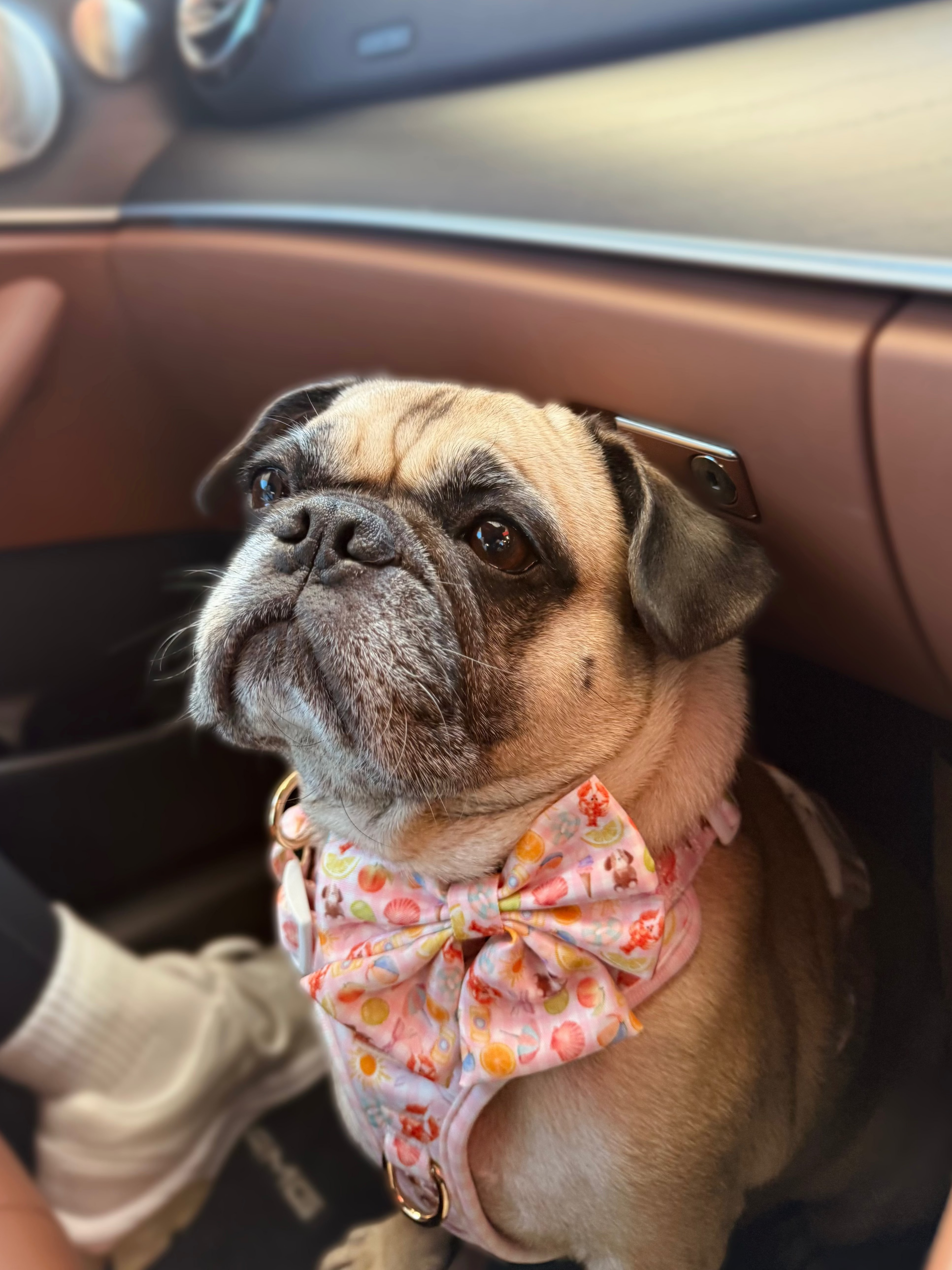 Pug dog wearing a colorful bow tie inside a car