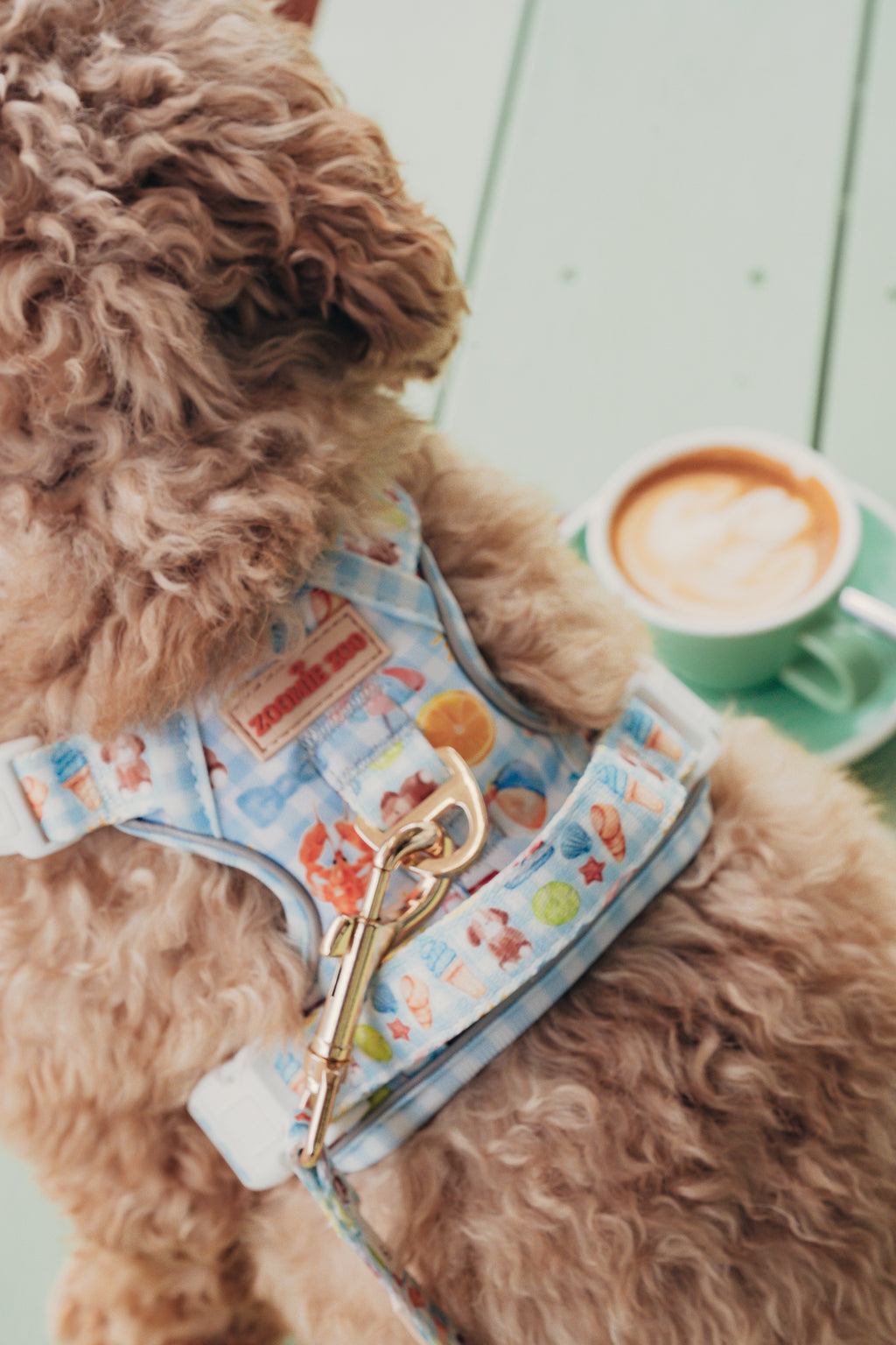 Brown dog wearing a colorful harness with a cup of coffee in the background